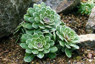 Saxifraga x pectinata 'Mount Maglic'